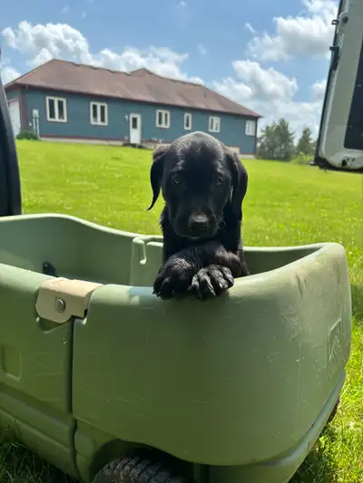 Goled retriever 3/4 mixed with 1/4 beagle 1 left female, View more