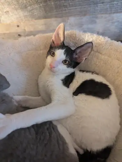 Cornish Rex, View more