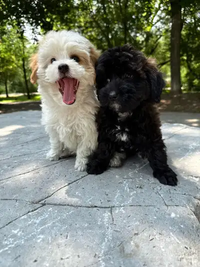 Shihpoo puppies, View more