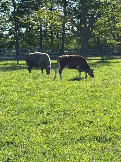 Pregnant Charolais , View more