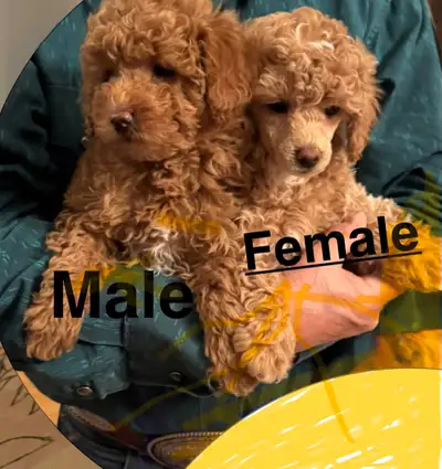 Ckc toy poodles, View more