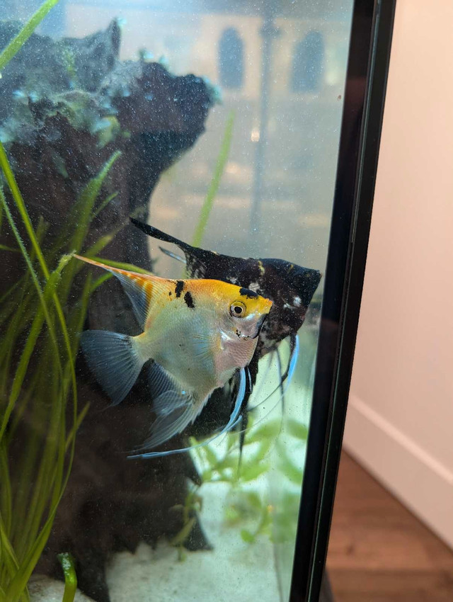 Angel Fish (3) in Fish for Rehoming in Oshawa / Durham Region - Image 3