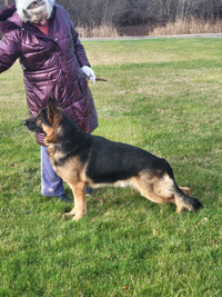 German Shepherd puppies