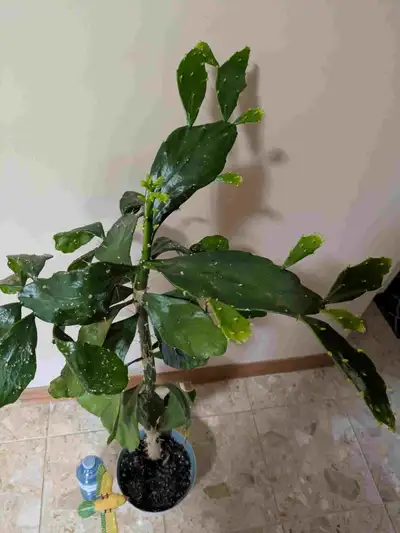 Good gift ideas: beautiful plants, different varieties, $20 - $80/ pot, pot included, can deliver