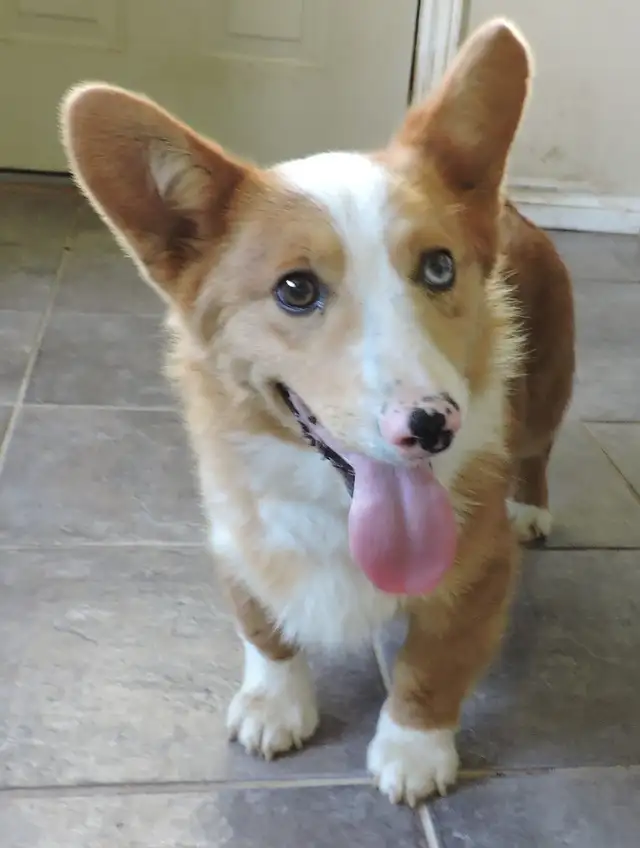 Pembroke Corgi Male in Dogs & Puppies for Rehoming in Owen Sound - Image 4
