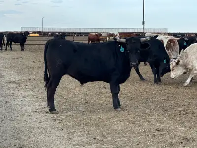 ISO Longhorn steers, View more
