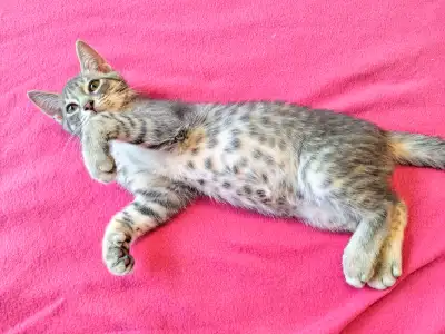 Gorgeous/Rare Russian Blue X Bengal female Kitten, View more