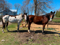 On Property Lease Available for 2 horses NOT FOR SALE!