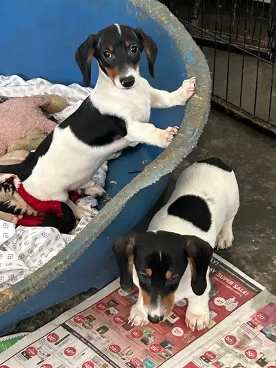 Miniature Dachshund Puppies, View more