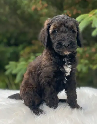 Ready to go this weekend!!! Beautiful UKC registered standard poodle puppies 3 females (marked in pi...