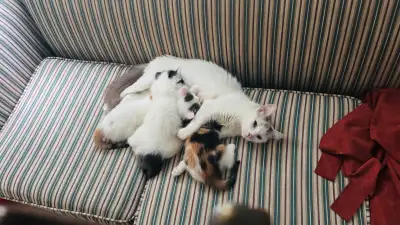 Adorable Kittens for Sale – Ready for Their Forever Homes! We have 4 beautiful, healthy kittens look...