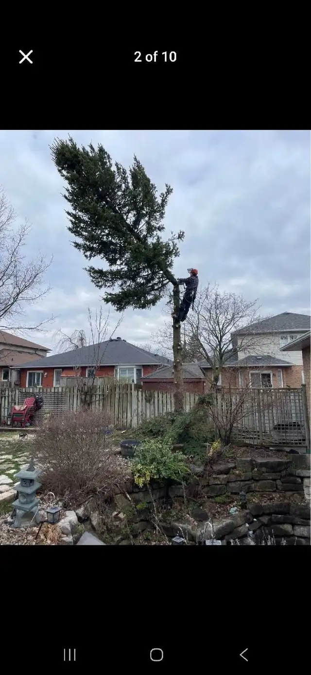 Tree Services 548407788847779844