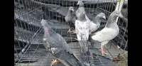 Young pakistani pigeons