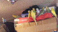 9 Budgies, 2 cages and all of their toys are for sale!