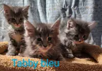 Mainecoon chatons 
