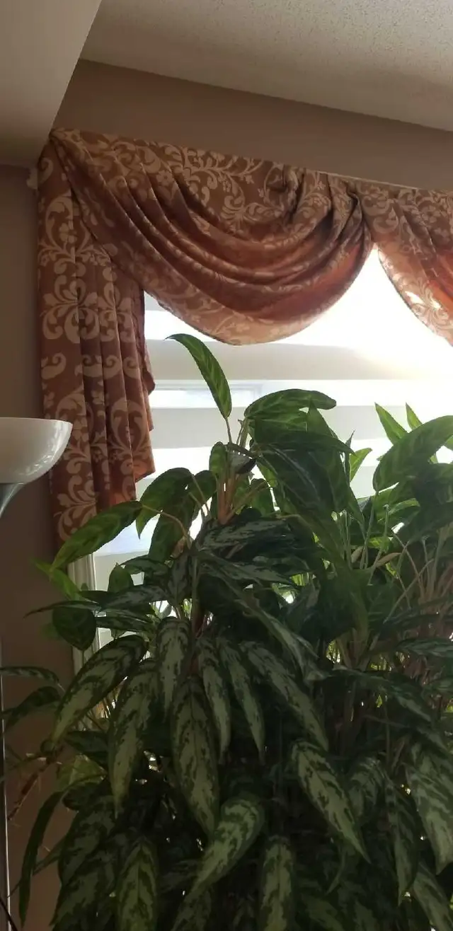 Decorative Curtains64840217893635123