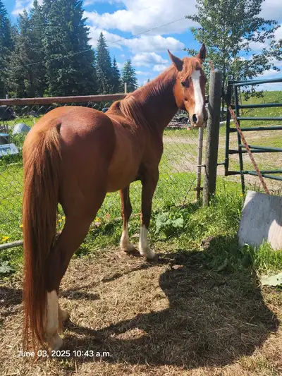 6 year old QH stud, View more