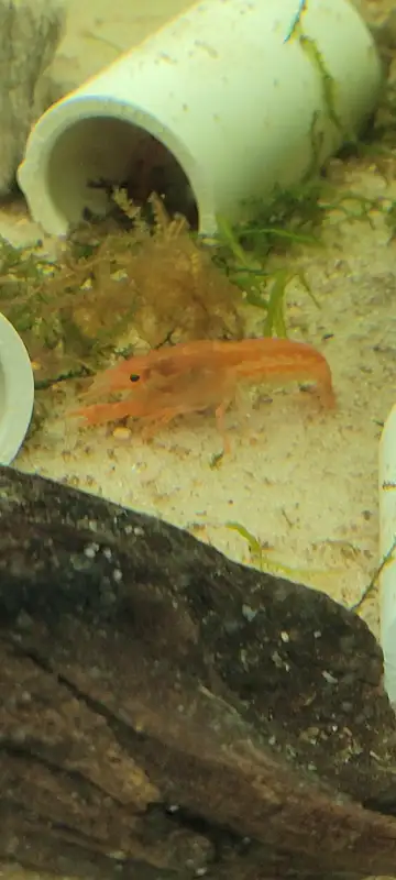 Mini Orange Dwarf Crayfish for SALE! in Fish for Rehoming in Woodstock - Image 7