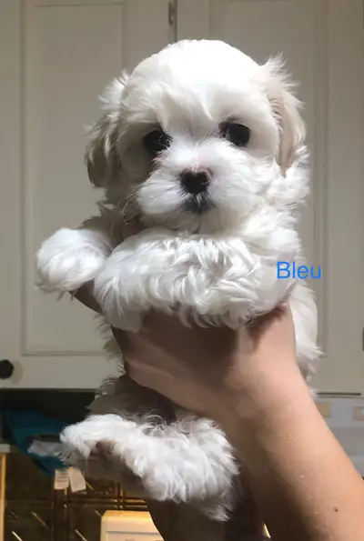 Chiots bichons maltais, View more