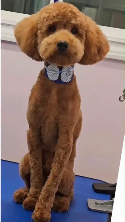 Adorable Miniature Poodle Puppy for Sale – Bruno, View more