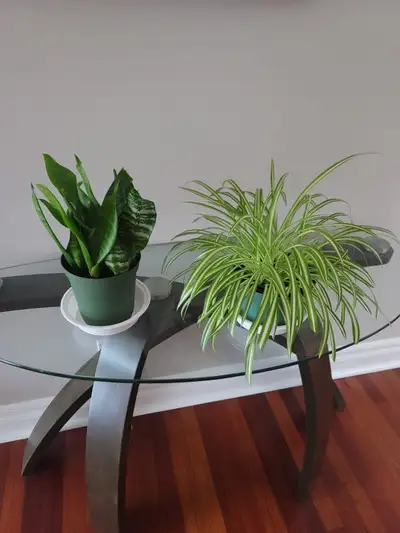 Variety of Healthy House Plants, View more