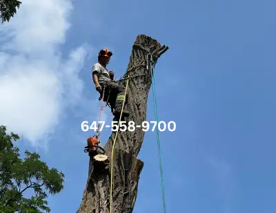 TREE REMOVAL TREE PRUNING, View more