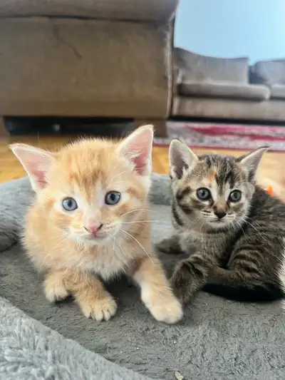 CHATONS À VENDRE 2 MOIS, View more
