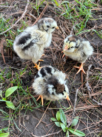 Silver laced Wyandotte chicks