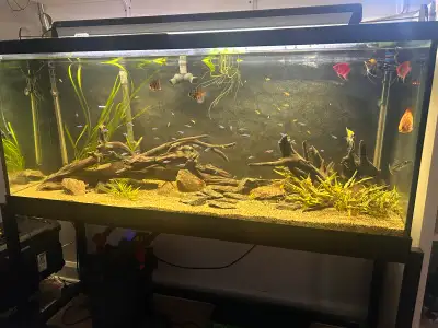 Aquarium 120 gallon avec filtreur fx5 + plein d’accessoires deco plante et poisson inclus , 7 Discus...