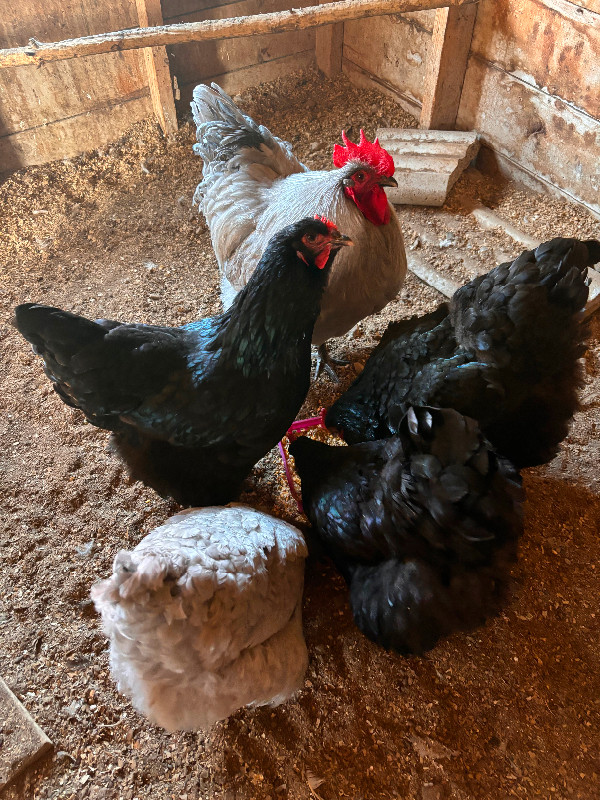 Black/Lavender Orpington Hatching Eggs in Livestock in Belleville - Image 4