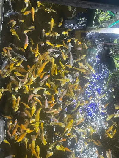 Koi for sale, View more