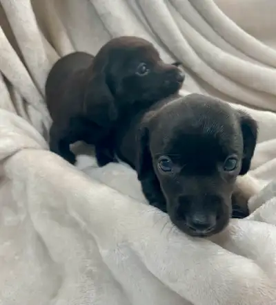 Gorgeous Miniature Dachshunds, View more