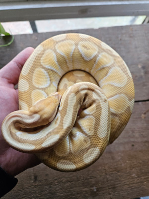 Buy or Sell Reptiles and Amphibians in City of Toronto | Kijiji Classifieds