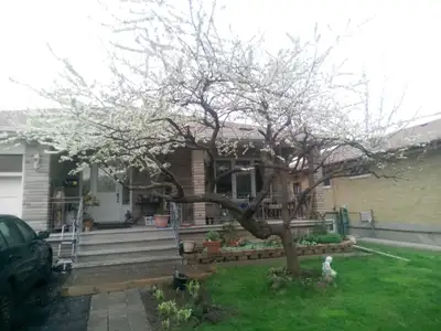Sunny, Spacious, Comfortable, PRIVATE room for rent in a private house 2nd floor. Awesome backyard....