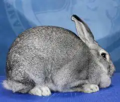 We rescue chinchilla rabbits of any size. We also need to buy some purebreds. Thanks.