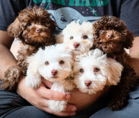 Miniature Poodle Puppies (4)