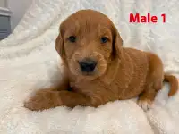 Beautiful goldendoodles for sale