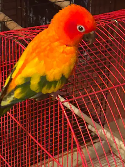 JENDAY SUN CONURE PARROT + CAGE, View more