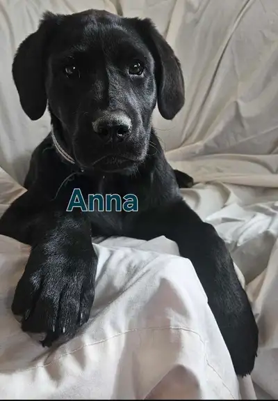 These little girls are 3/4 Black Lab and 1/4 Boxer X and were born on December 2, 2025. They will ma...