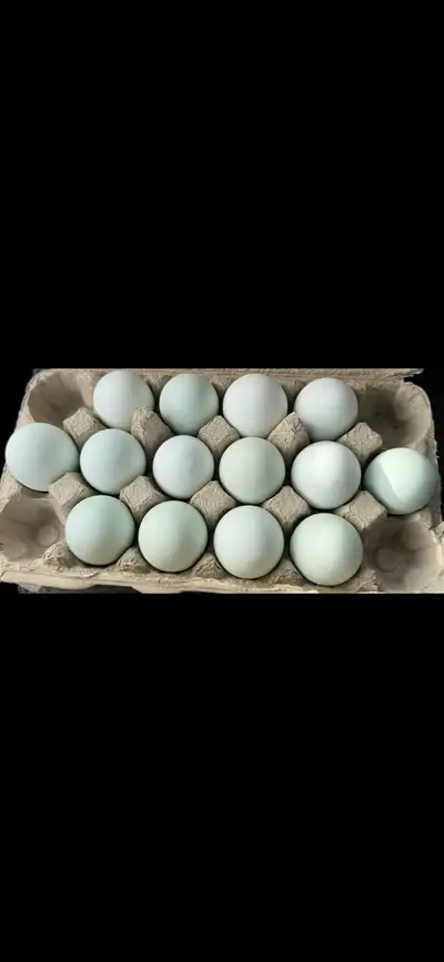 Farm fresh eggs. Located in Parkland Couny west of Stony Plain near Mink Lake. Free range chickens....
