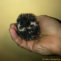 Baby Hedgehogs from a local Ethical Breeder
