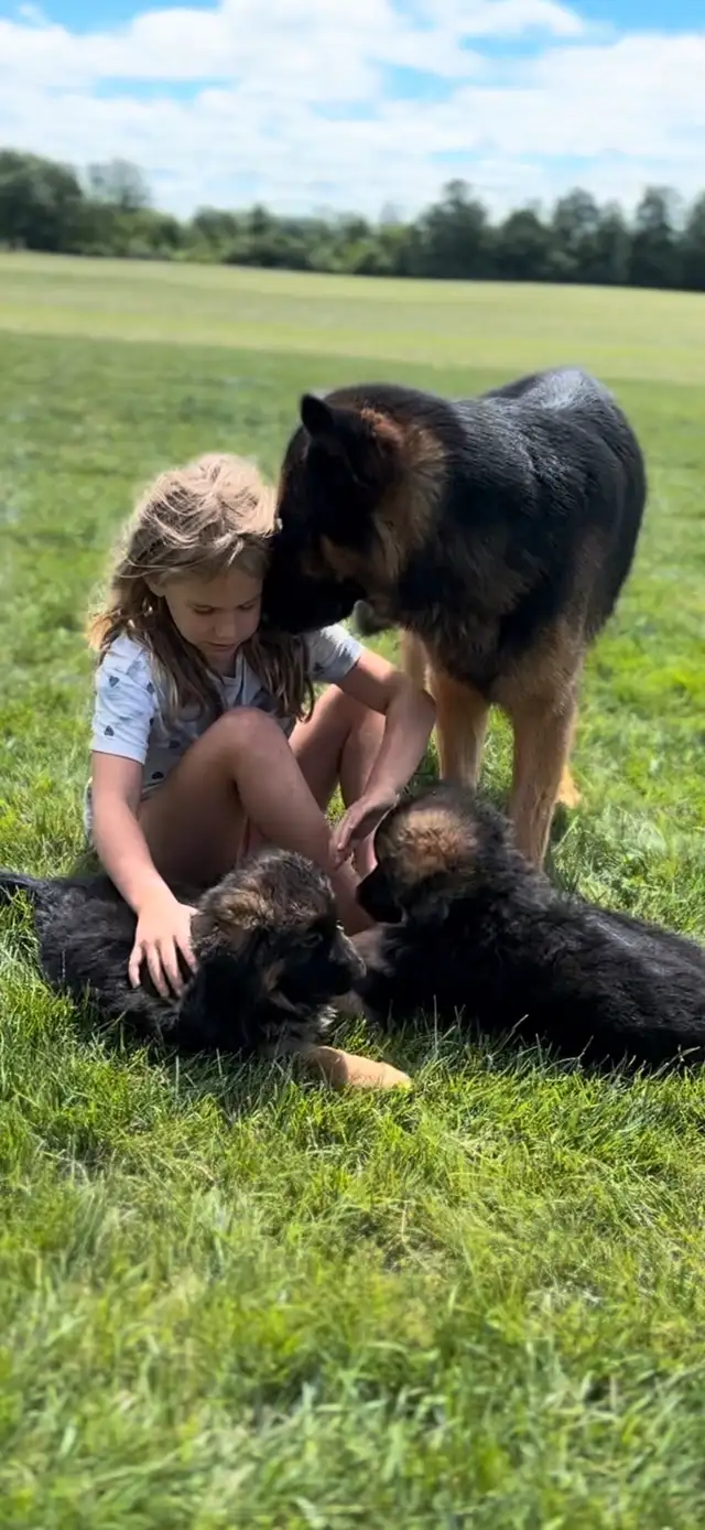 German Shepherd CKC Puppies  in Dogs & Puppies for Rehoming in Hamilton - Image 5