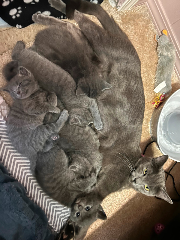 PB Russian Blue Kittens in Cats & Kittens for Rehoming in Burnaby/New Westminster - Image 4