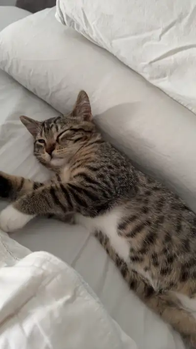 2 chats a vendre, View more
