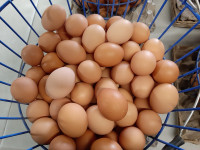 Fresh Eggs, Wholesale, Brown and White