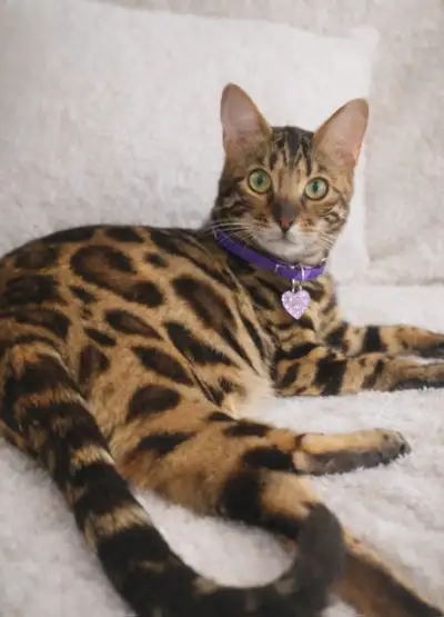 Gorgeous Purebred Bengal Kittens and Snow Bengal, View more