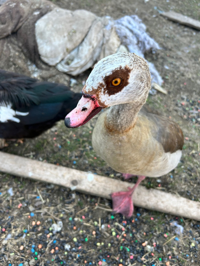 Egyptian duck pair in Livestock in City of Halifax - Image 2