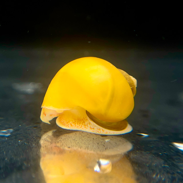 Quality Snails as the Ultimate Addition to Your Fish Tank in Fish for Rehoming in Mississauga / Peel Region - Image 2