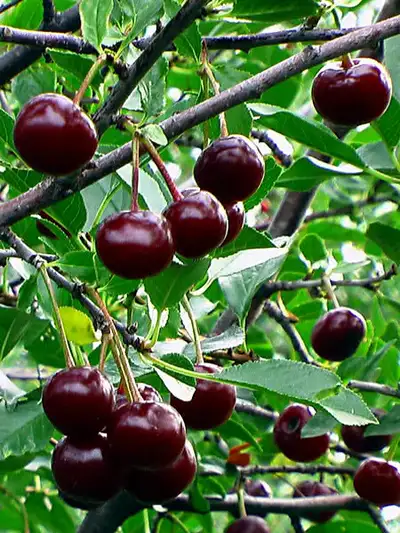Organic yummy Siberian, Romeo cherry plantss, View more