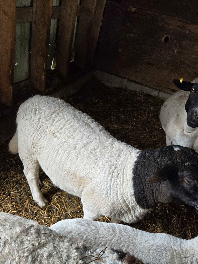 Dorper Ram lamb in Livestock in Sarnia